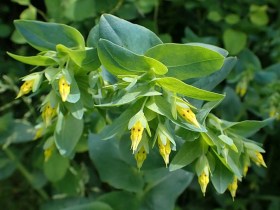Szeplőlapu - Cerinthe minor, Cerinthe minor, etnobotanika